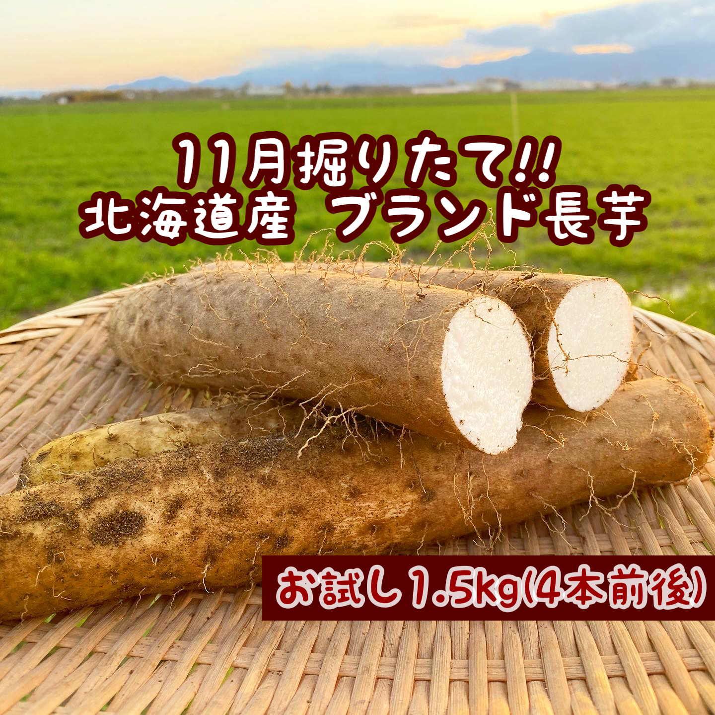 秋の味覚 掘りたて 粘りの強い長いも1 5kg 農家漁師から産地直送の通販 ポケットマルシェ