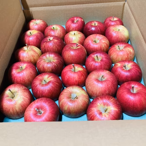 残り一つ。数量限定シャキシャキ甘いリンゴ　シナノスイートご家庭用約5キロ