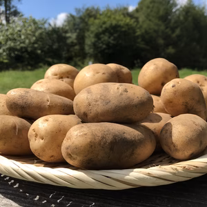 お買い得！ちょっと小ぶりな【農薬・化学肥料不使用】自然農法で育ったじゃがいも