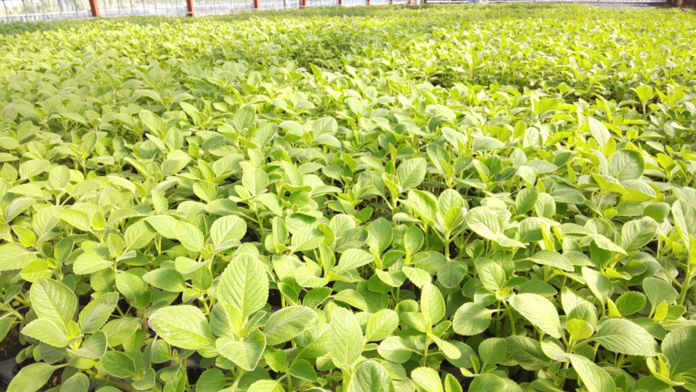 にがーい まずーい でも マンジェリコン茶 お徳用250ｇ 農家漁師から産地直送の通販 ポケットマルシェ