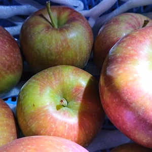 収穫始まりました！『しなのレッド 』夏の暑さに疲れた体に酸味の中の甘味