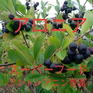 アロニア冷凍果実4.5kg 皆さまの健康をサポート！2024北海道産アロニア（冷凍）。多く