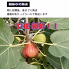 減農薬【クール便】朝採り完熟いちじく　イチジク　希少　無花果　大阪　羽曳野