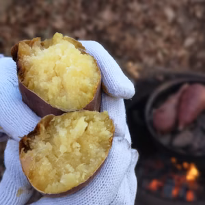 《自然栽培》じっくり熟成1ヵ月以上！サツマイモ　品種ベニハルカ　