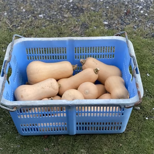 バターナッツ箱込み2kg