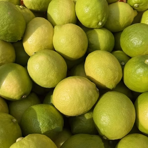 さわやかな香りと酸味　エコレモン【伊豆レモン】　