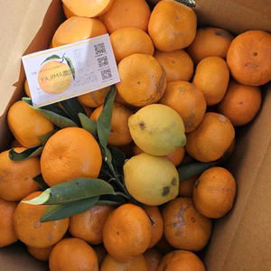 【ご家庭用♡大津みかん】甘味と酸味のバランスで濃厚★＋レモン2個(送料別)