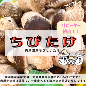 【大人気】大人気☆チビしいたけ！そのまま使える♪1kg【限定販売】