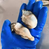 【2年もの小】わたゆき牡蠣生も半生もサロマ湖湧別より