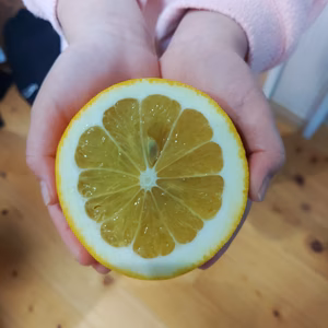 長崎　伊木力産　ジューシー柑(河内晩柑)