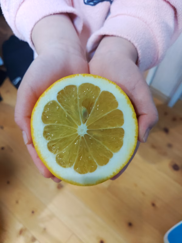 長崎　伊木力産　ジューシー柑(河内晩柑)