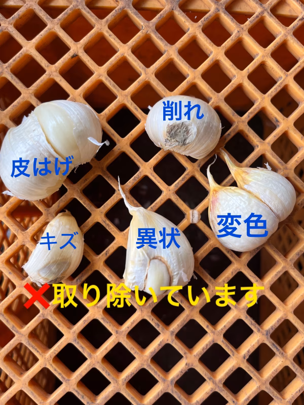 明日発送‼️中小粒500gこだわり強めな乾燥にんにぐ(にんにく)