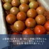 【7月下旬より発送】高糖度トマト 1.6kg　化学肥料・農薬完全不使用　青森県産