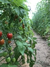 【商品移動しました】【栽培期間中農薬不使用】高糖度しあわせのトマト
