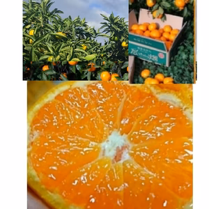 1月第5段【先行予約受付中】木なり完熟　本場有田みかん〈家庭用・訳あり増量〉