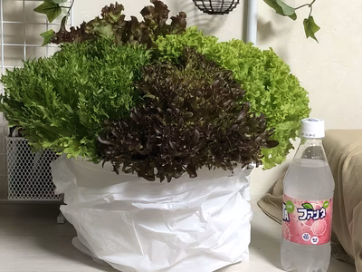 みんなの投稿の画像