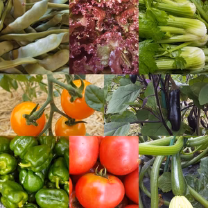 朝採り！無農薬無化学肥料　信州伊那谷★旬の野菜セット 7月
