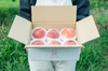 【何が届くかお楽しみ！】旬の桃 7月（白鳳系）／8月（白桃系） 2回定期便☆冷蔵