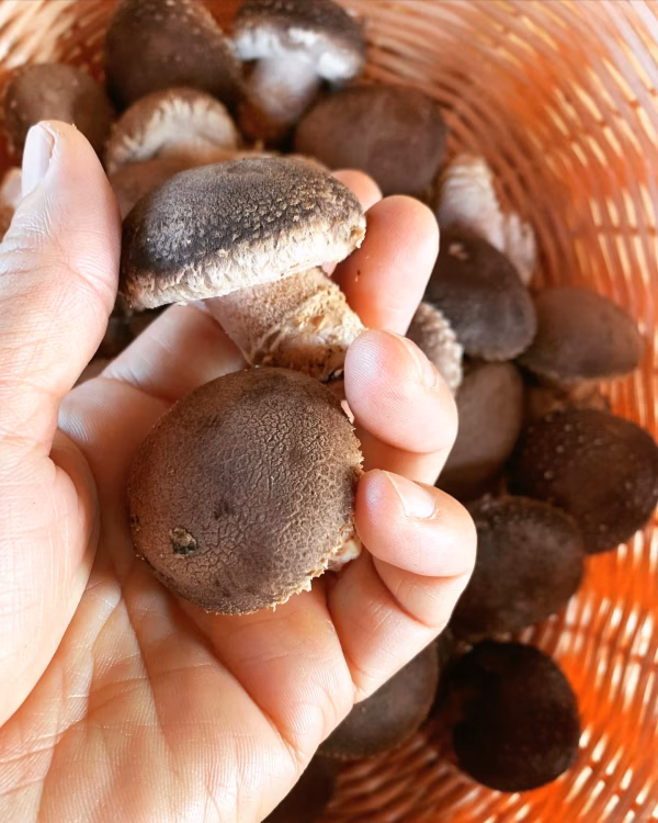 【ひと口サイズのきのこ】ブルちい（原木椎茸）