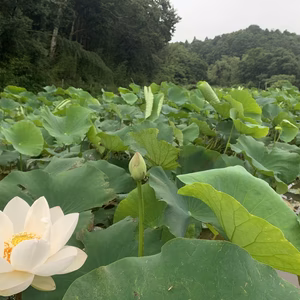 蓮の花と葉（お茶用）