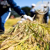 農業学校の学生と作った太陽の恵みいっぱい【コシヒカリ】玄米