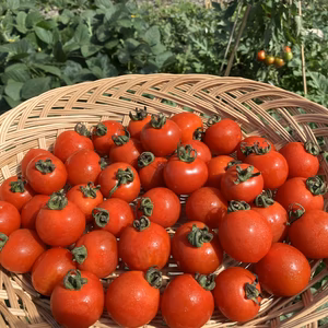 あま〜い☆完熟　有機栽培ミニトマト　1kg