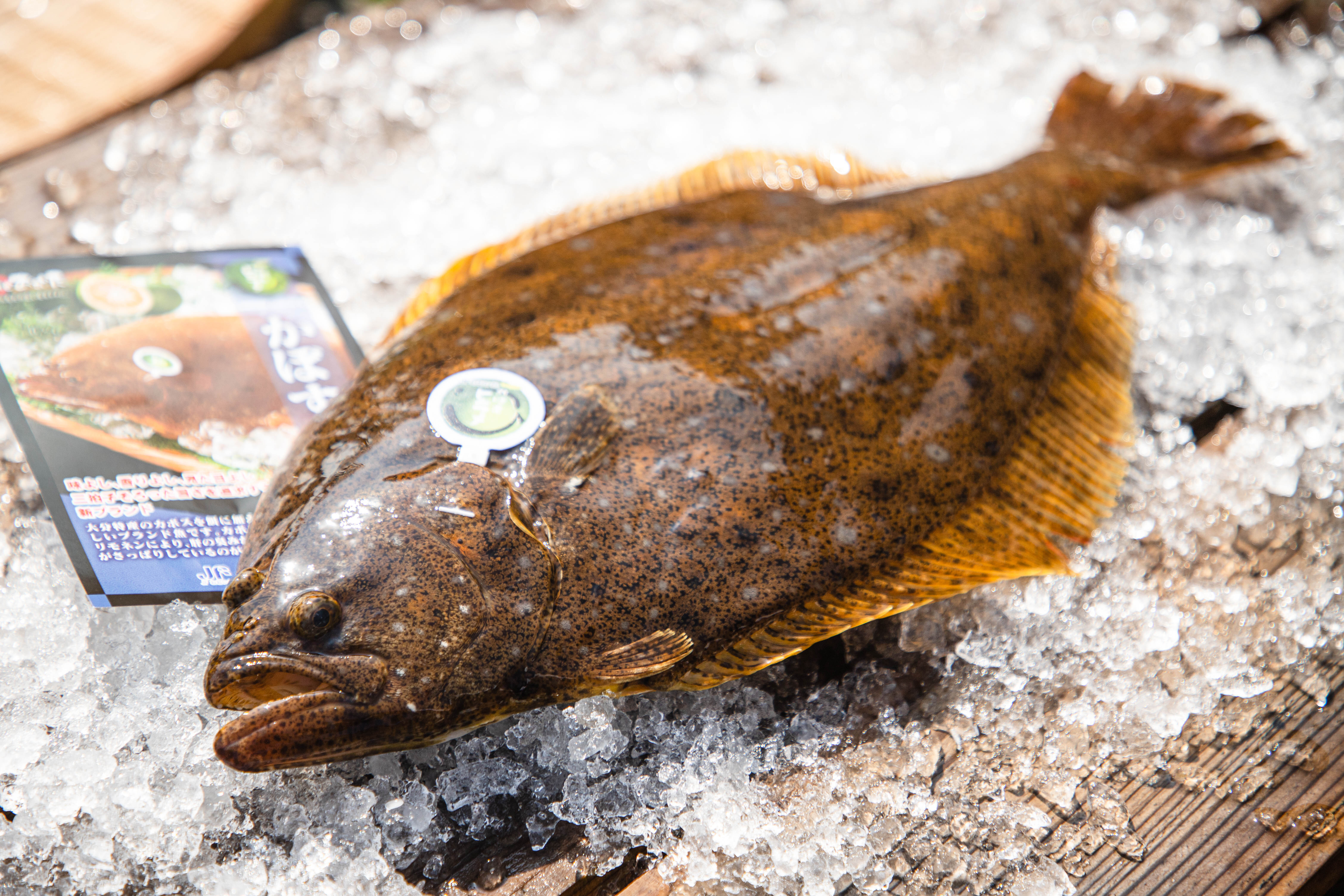 かぼすヒラメ -大分県産ブランド魚-｜魚介類の商品詳細｜ポケット