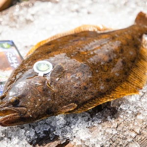 かぼすヒラメ -大分県産ブランド魚-