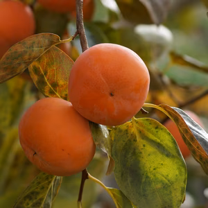 ワイワイ食べましょう！和歌山晩秋の味覚、富有柿　家庭用　5kg箱（中箱）