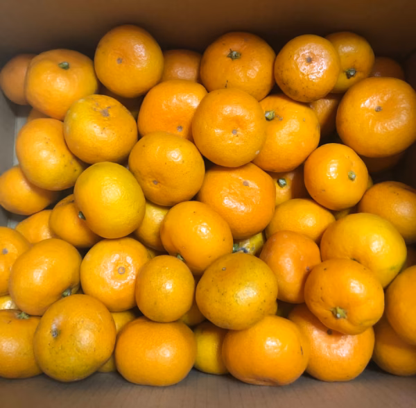 和歌山有田産　自然栽培みかん5kg  皮も安心して使って頂けます！