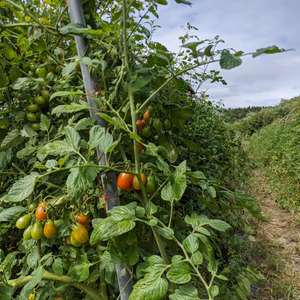 露地で育てたイタリアントマト3kg