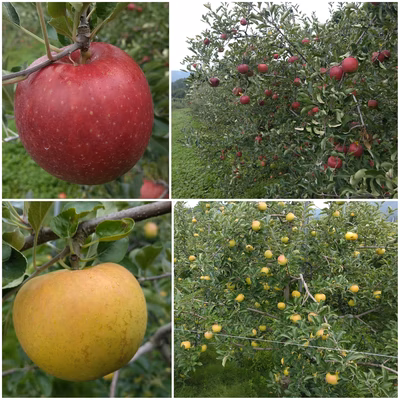 みんなの投稿の画像