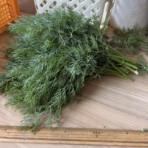 ディル　農薬は使ってません　