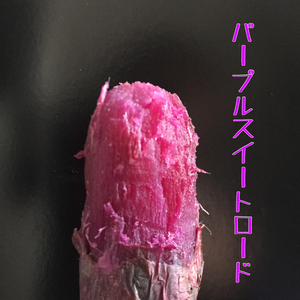 サイズS〜 L紫芋：パープルスイートロード
