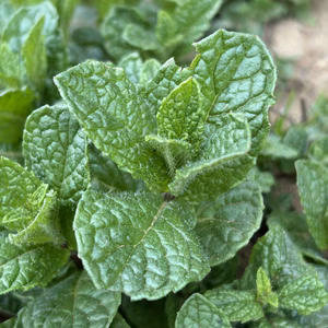 路地　スペアミント　農薬は使ってません