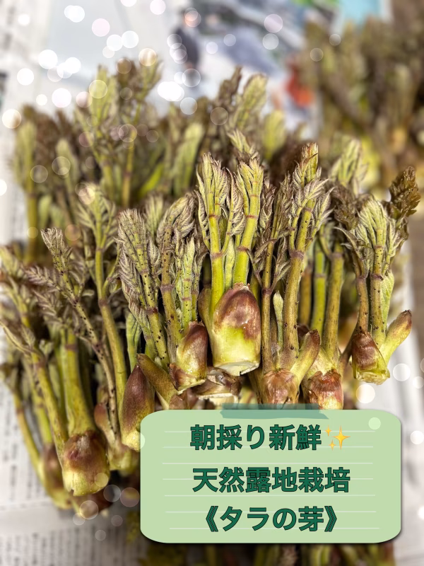 春満喫！天然露地栽培✨朝採りタラの芽