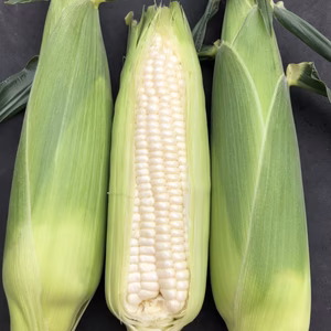 ホワイトショコラのハウス栽培