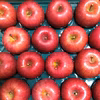 10月下旬～さむさわのりんご 贈答用 早生サンふじ５キロ 14～20玉