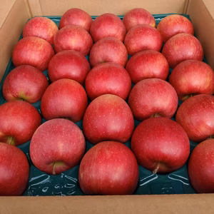 毎日一個の爽やかさ 『ジョナゴールド』 Sサイズ5㎏ & 10kg箱【訳あり】