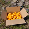 愛媛みかん　もぎたてフレシュ!! 島便り~~♪