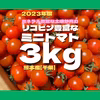 ミニトマト　3kg  野菜　熊本産　弁当　ミネラル　リコピン　産地直送　おかず