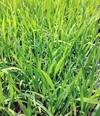 一等米・特別栽培米コシヒカリ【玄米20kg 】令和５年産・有機低農薬80％以上