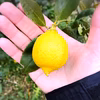 The citrus【mini LEMON】