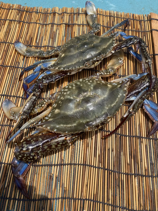 カンジャンケジャン可『湖宝蟹』(本ワタリガニ）