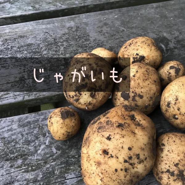 【自然栽培】じゃがいも★農薬・肥料不使用｜ジャガイモ｜馬鈴薯