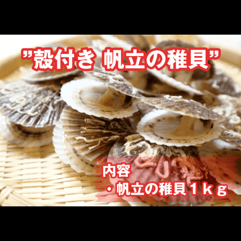 殻付き ほたての稚貝1kg#x2F;パック｜魚介類の商品詳細｜ポケットマルシェ｜産直(産地直送)通販 - 旬の果物・野菜・魚介をお取り寄せ