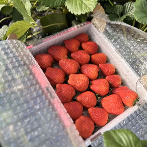 とちあいか家庭用900g以上（箱を除く）