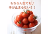 お得！料理用【 超濃厚！旨味溢れる大きなミニトマト 】で料理をパワーアップ！！