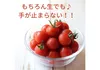 お得！料理用【 超濃厚！旨味溢れる大きなミニトマト 】で料理をパワーアップ！！