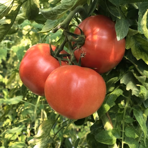 甘うま！ 桃太郎トマト 形不揃い